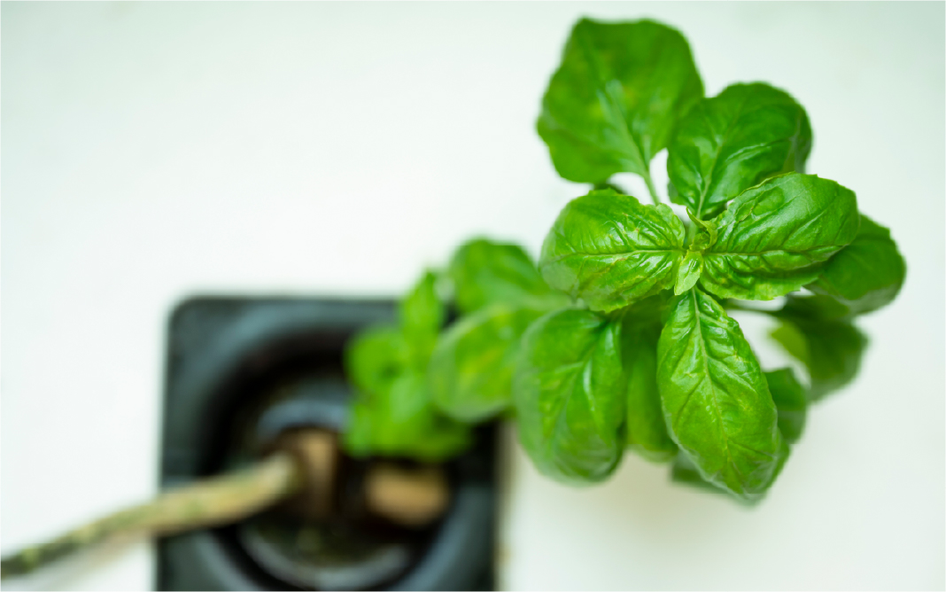 アグリ事業への新展開